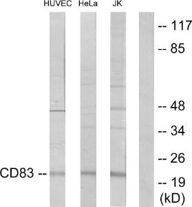 Antibody anti-CD83 A99920-100 100 µg