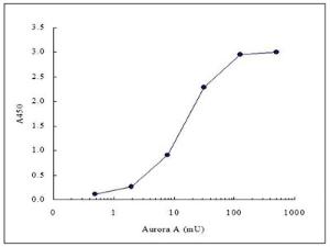 Anti-LATS2 Mouse Monoclonal Antibody [clone: ST-3B11]