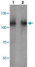 Anti-BCAR3 Rabbit Polyclonal Antibody