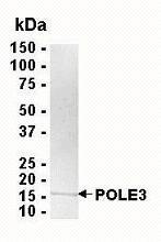 SDS PAGE: Analysis of POLE3 Recombinant Protein. 4-20% SDS gradient gel. Coomassie blue staining.