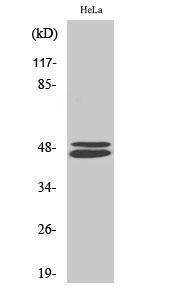 Anti-VASP Rabbit Polyclonal Antibody