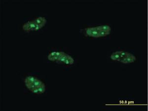 Anti-PWP1 Mouse Monoclonal Antibody [clone: 3A11]