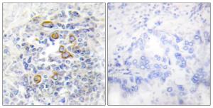 Antibody anti-CD83 A99920-100 100 µg