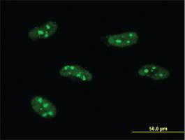 Anti-PWP1 Mouse Monoclonal Antibody [clone: 3A11]