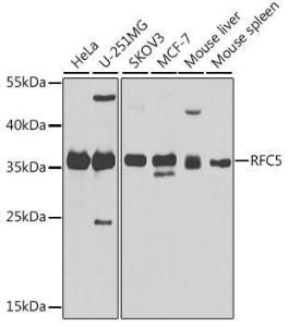 Western blot analysis of extracts of various cell lines, using Anti-RFC5 Antibody (A10280) at 1:1000 dilution