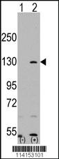 Anti-PARP1 Rabbit Polyclonal Antibody