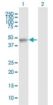 Anti-LHX4 Rabbit Polyclonal Antibody