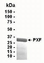 SDS PAGE: Analysis of PXF Recombinant Protein. 4-20% SDS gradient gel. Coomassie blue staining.