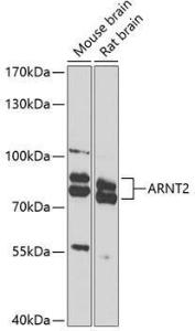 Western blot analysis of extracts of various cell lines, using Anti-ARNT2 Antibody (A10281) at 1:1,000 dilution