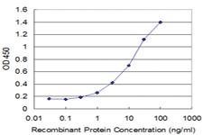 Anti-SNAP29 Mouse Monoclonal Antibody [clone: 1C10]