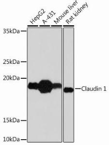 Western blot analysis of extracts of various cell lines, using Anti-Claudin 1 Antibody [ARC54478] (A81217) at 1:1,000 dilution