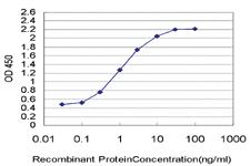 Anti-PWP1 Mouse Monoclonal Antibody [clone: 3A11]