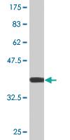 Anti-CSTA Mouse Monoclonal Antibody [clone: 4D8]