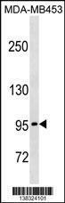 Anti-PCDHGA5 Rabbit Polyclonal Antibody (FITC (Fluorescein Isothiocyanate))