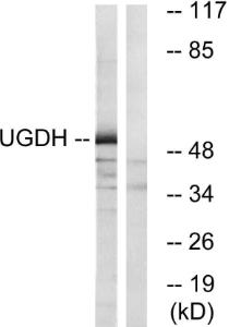 Western blot analysis of lysates from COLO cells using Anti-UGDH Antibody. The right hand lane represents a negative control, where the Antibody is blocked by the immunising peptide