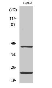 Antibody anti-CD83 A99920-100 100 µg