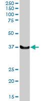 Anti-LHX4 Rabbit Polyclonal Antibody