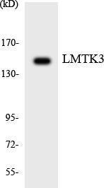 Western blot analysis of the lysates from HeLa cells using Anti-LMTK3 Antibody