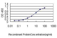 Anti-SH3BGRL Mouse Monoclonal Antibody [clone: 3B8]