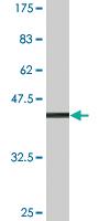 Anti-EPPIN Mouse Monoclonal Antibody [clone: 4G3]