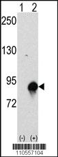 Anti-CUL4A Rabbit Polyclonal Antibody