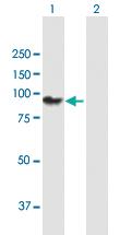 Anti-PCDHGA11 Mouse Polyclonal Antibody