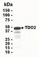 SDS PAGE: Analysis of TDO2 Recombinant Protein. 4-20% SDS gradient gel. Coomassie blue staining.