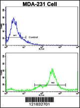 Anti-N-myc Downstream Regulated Gene 1 Protein Rabbit Polyclonal Antibody (AP (Alkaline Phosphatase))