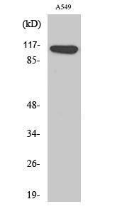 Anti-LIPB1 antibody