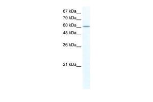 Anti-FUBP1 Rabbit Polyclonal Antibody