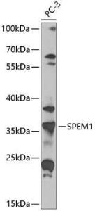 Western blot analysis of extracts of PC-3 cells, using Anti-SPEM1 Antibody (A10288) at 1:1,000 dilution. The secondary antibody was Goat Anti-Rabbit IgG H&L Antibody (HRP) at 1:10,000 dilution.