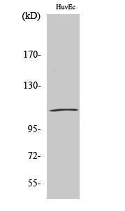 Western blot analysis of various cells using Anti-Catenin-delta1 Antibody