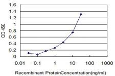 Anti-HBA1 Mouse Monoclonal Antibody (KLH (Keyhole Limpet&nbsp;Hemocyanin)) [clone: 2H5]