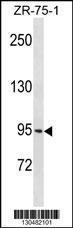 Anti-PCDHGB1 Rabbit Polyclonal Antibody (AP (Alkaline Phosphatase))