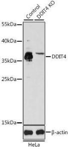 Western blot analysis of extracts from normal (control) and DDIT4 knockout (KO) HeLa cells, using Anti-REDD-1/DDIT4 Antibody (A10292) at 1:1,000 dilution