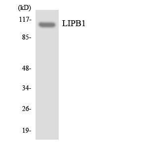 Antibody anti-LIPB1 A99055-100 100 µg