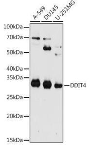 Western blot analysis of extracts of various cell lines, using Anti-REDD-1/DDIT4 Antibody (A10292) at 1:1,000 dilution