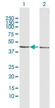 Anti-ESRRA Rabbit Polyclonal Antibody