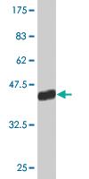 Anti-RPL30 Mouse Monoclonal Antibody [clone: 2A4]