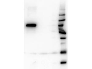 AKT1 25F6.F6.D8 biotin antibody 50 µg