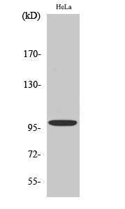 Western blot analysis of various cells using Anti-Catenin-alpha1 Antibody