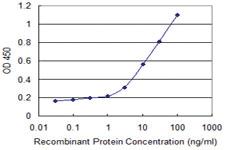 Anti-PCDHGA10 Mouse Monoclonal Antibody [clone: 3A7]