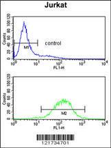 Anti-C1QB Rabbit Polyclonal Antibody (AP (Alkaline Phosphatase))