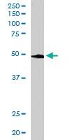 Anti-BRF2 Goat Polyclonal Antibody