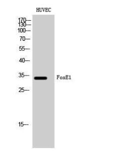 Western blot analysis of HUVEC cells using Anti-TTF2 Antibody