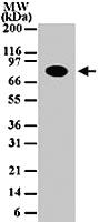 Anti-CHUK Mouse Monoclonal Antibody [clone: 14A231]