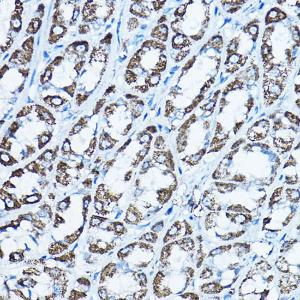 Immunohistochemistry analysis of paraffin-embedded rat stomach using Anti-ATP5O Antibody (A10296) at a dilution of 1:100 (40X lens). Perform high pressure antigen retrieval with 10 mM citrate buffer pH 6.0 before commencing with IHC staining protocol