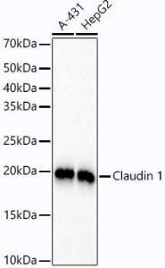 Western blot analysis of extracts of various cell lines, using Anti-Claudin 1 Antibody [ARC54475] (A305830) at 1:2,000 dilution The secondary antibody was Goat Anti-Rabbit IgG H&L Antibody (HRP) at 1:10,000 dilution Lysates/proteins were present at 25 µg per lane