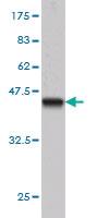 Anti-BCL7B Mouse Monoclonal Antibody [clone: 6D2]