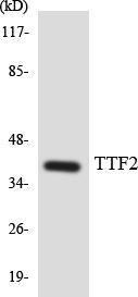 Antibody anti-TTF2 A97877-100 100 µg